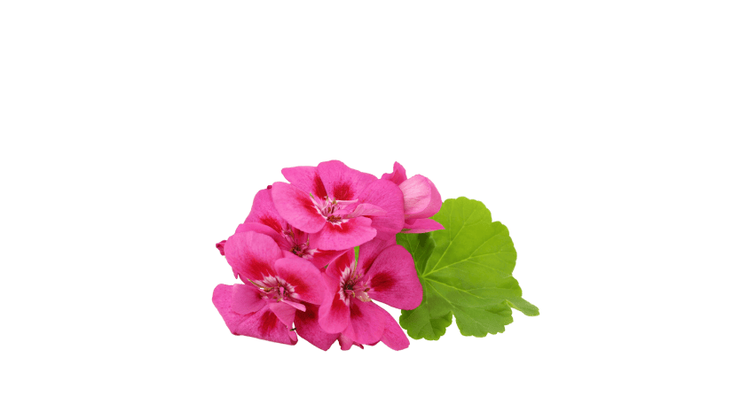 Conditioning Beard Oil & Cologne Fireside Bourbon