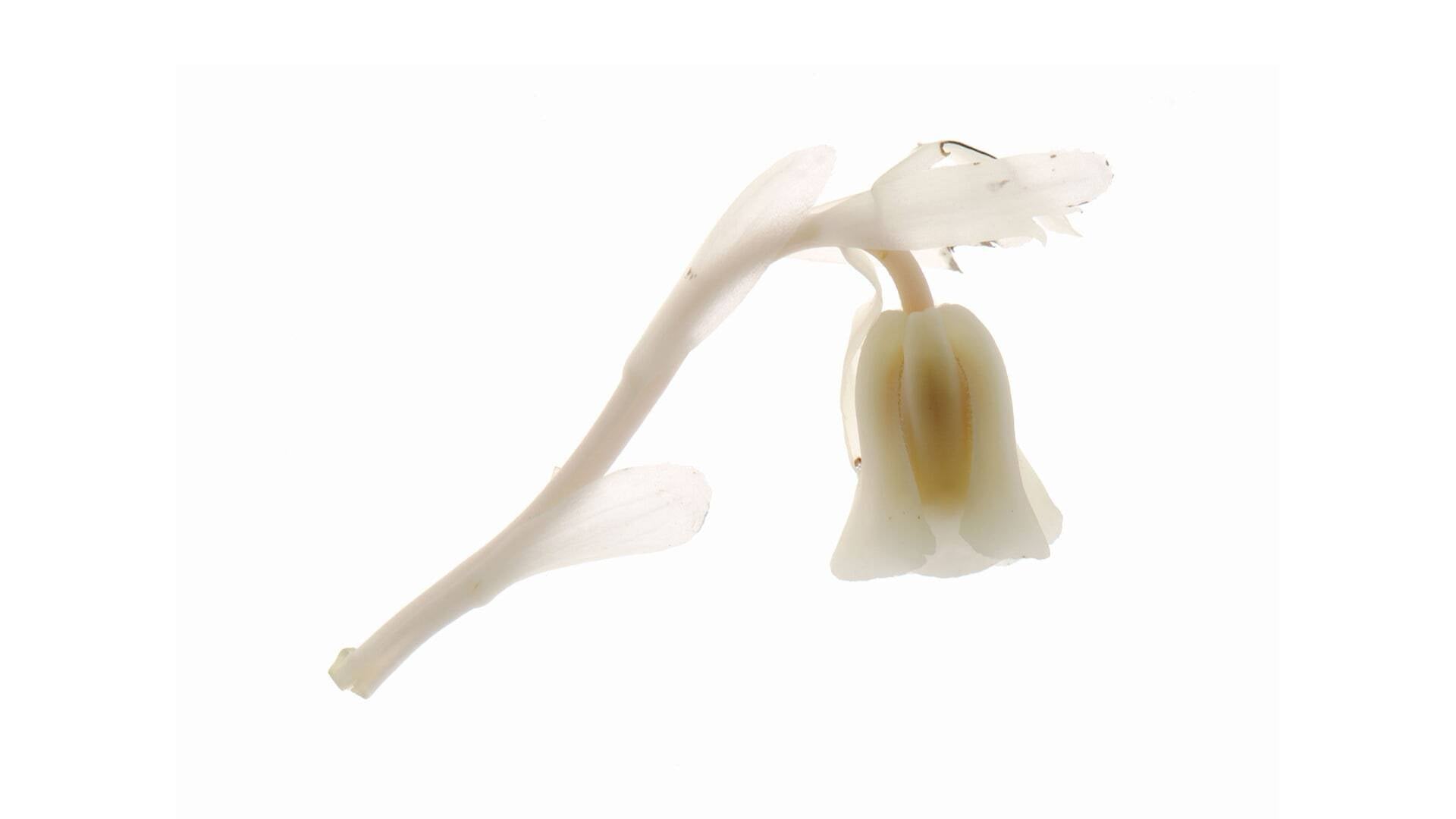 Ghost Plant